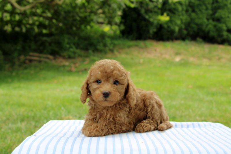 puppy, for, sale, Mini Goldendoodle F1B, Matthew B. Stoltzfus, dog, breeder, Gap, PA, dog-breeder, puppy-for-sale, forsale, nearby, find, puppyfind, locator, puppylocator, aca